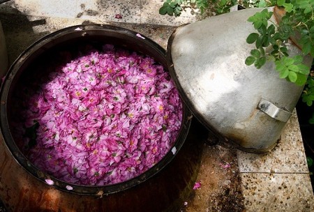 Shop rosewater the purest