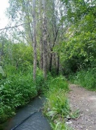 فروش زمین در قطعات مختلف در جاده چالوس