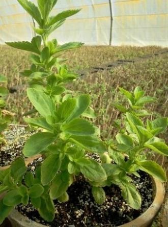 Sell all kinds of transplanting herbs