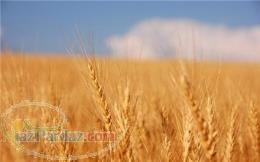 The purchase and sale of cereals