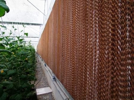 Cellulose pad for greenhouse