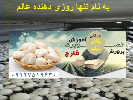 The largest and the most experienced Consulting Center, Hall mushroom