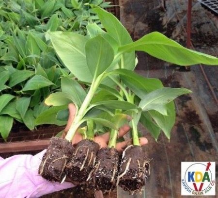 انواع بستر کشت سی پایپ