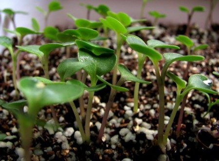 فروش مستقیم پرلیت کشاورزی