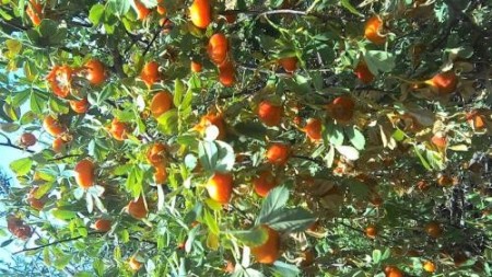 خریدار مزرعه در شهرستان شازند