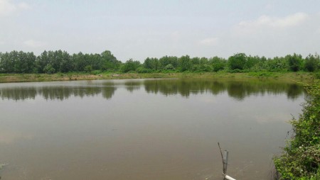 Sale fish ponds farmed warm water