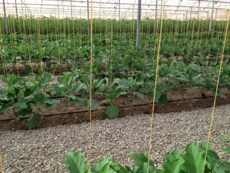 فروش گلخانه مدرن در حال بهره برداری با وام کم بهره بانک