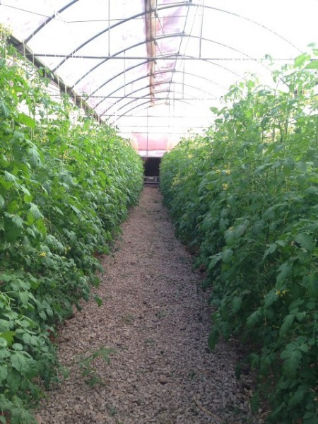 فروش گلخانه مدرن در حال بهره برداری با وام کم بهره بانک