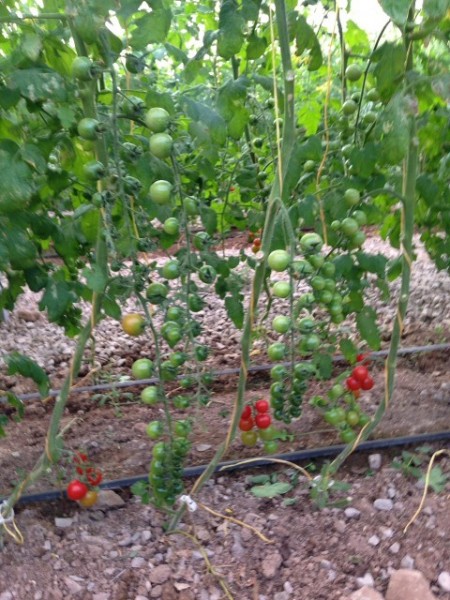 فروش گلخانه مدرن در حال بهره برداری با وام کم بهره بانک