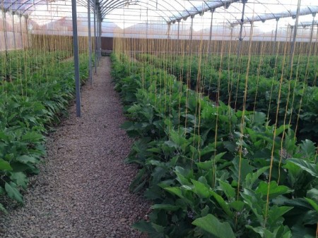 فروش گلخانه مدرن در حال بهره برداری با وام کم بهره بانک