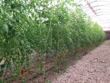 فروش گلخانه مدرن در حال بهره برداری با وام کم بهره بانک