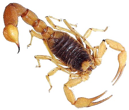 سم پاشی تضمینی منازل، رستوران، دفتر کار و ادارت