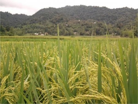 The sale of agricultural land