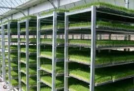 Device the cultivation of fodder hydroponics