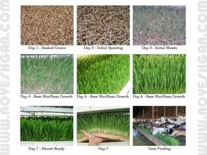 Device the cultivation of fodder hydroponics