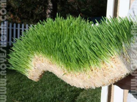 Device the cultivation of fodder hydroponics