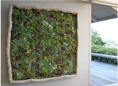 ویواریوم،تراریوم وپالوداریوم