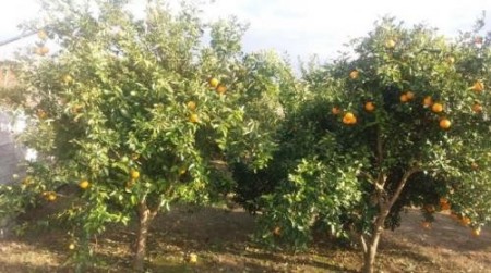 فروش باغ در جویبار رستم کلا 600 متر