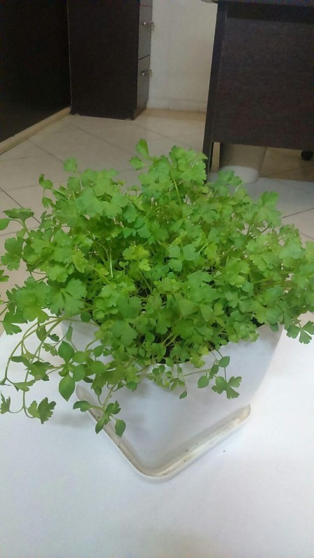 محصولات آماده کاشت