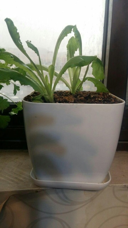 محصولات آماده کاشت