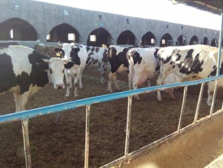 فروش گاوداری 400 راسی