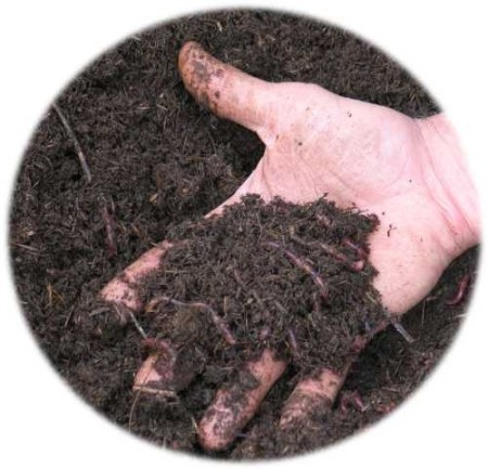 Fertilizer vermicompost