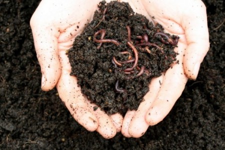 Fertilizer vermicompost