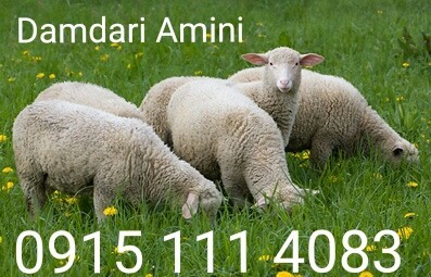 فروش گوسفند زنده در مشهد