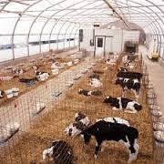 Plan for fattening calves