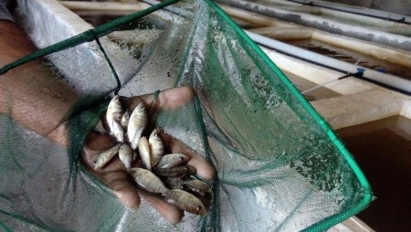 بچه ماهی تیلاپیا