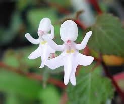 Residence for girls, light kosar