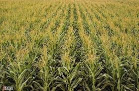 فروش ذرت علوفه ای تخمیر شده