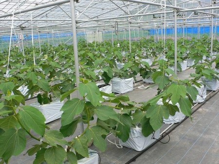 کیسه کشت(گروبگ)