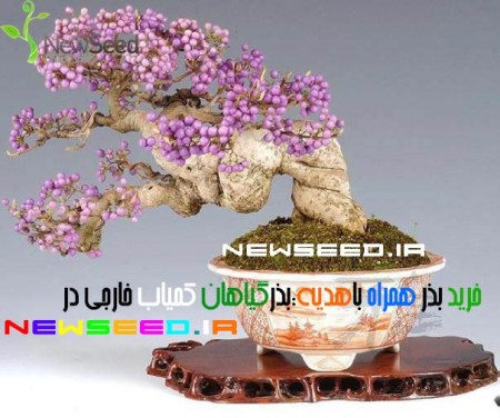 خریدوفروش بذرگل و گیاهان کمیاب خارجی وبذر بونسای همراه باهدیه