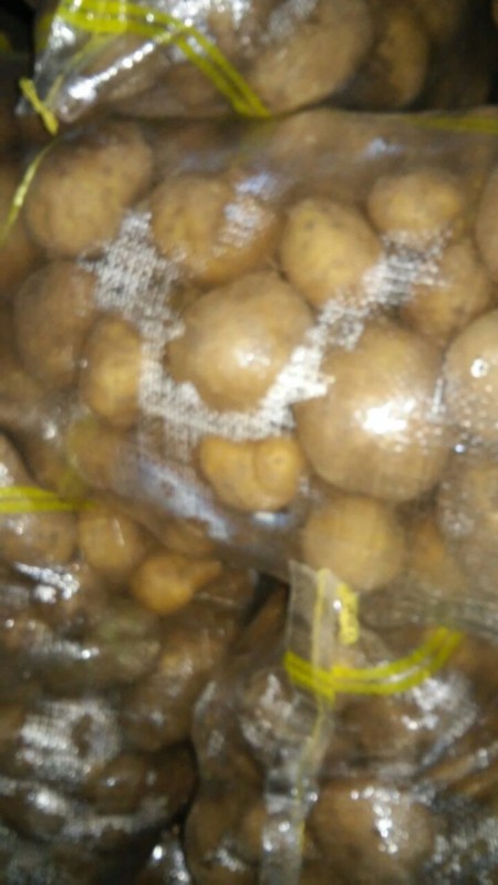 A variety of potatoes for export and industrial