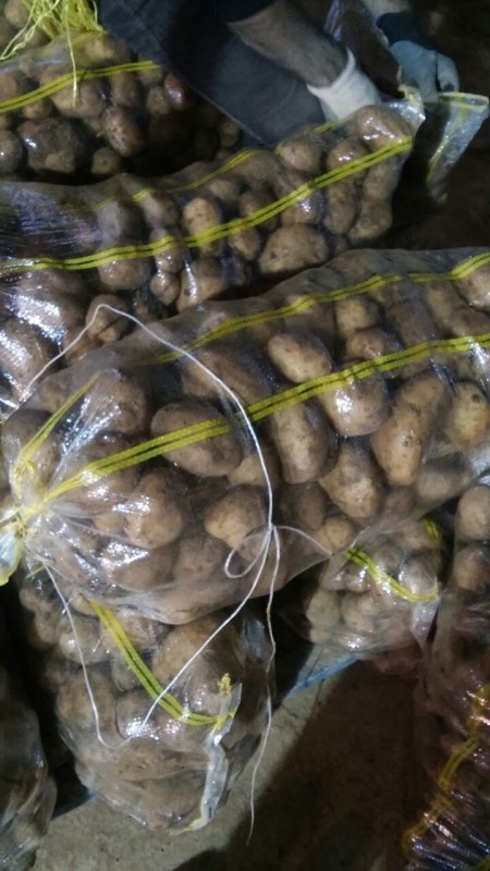 A variety of potatoes for export and industrial