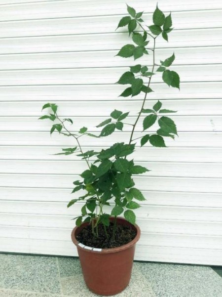 فروش نهال تمشک اصلاح شده