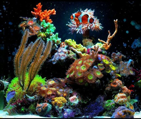 Saltwater Aquarium