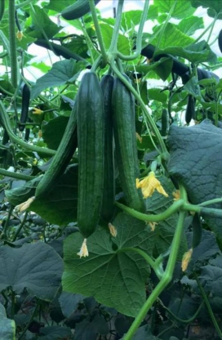 بذر خیار گلخانه ای هیبرید OMAR