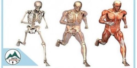 آموزش آناتومی و حرکت شناسی