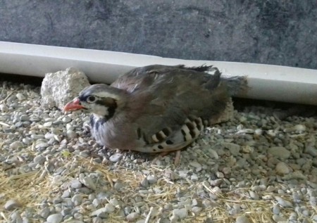 فروش ویژه کبک یک ماهه و بالغ