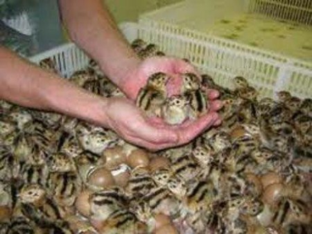 فروش ویژه کبک یک ماهه و بالغ