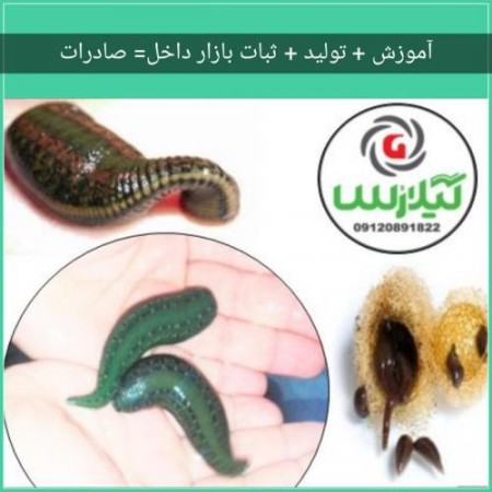 Workshop on reproduction and development زالوی medical