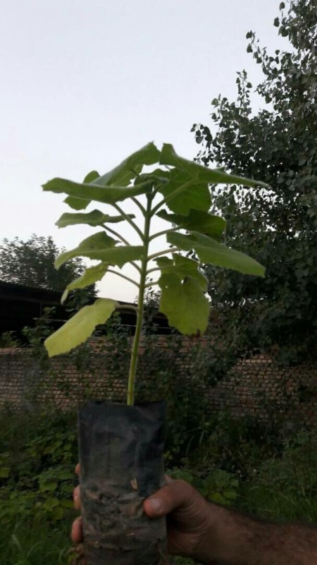 پالونیا، زبان گنجشک، زیتون تلخ