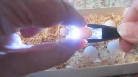 فروش تخم نطفه دار تضمینی