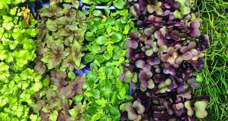 Seed micro green