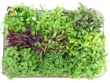 Seed micro green