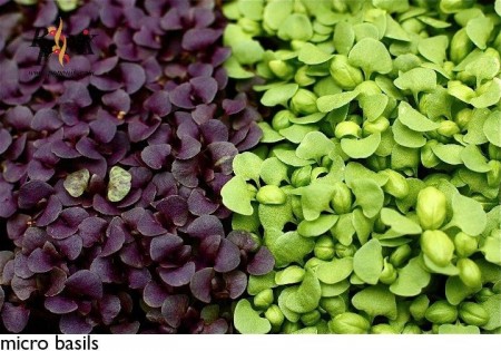 Seed micro green