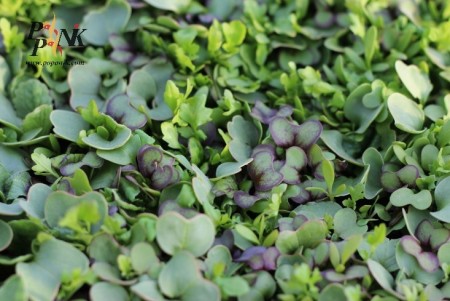 Seed micro green