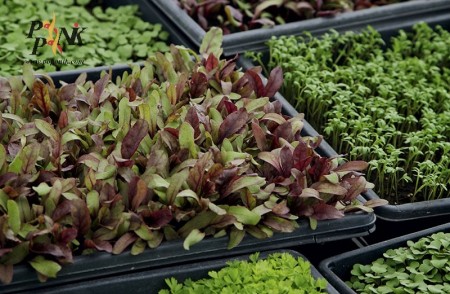 Seed micro green